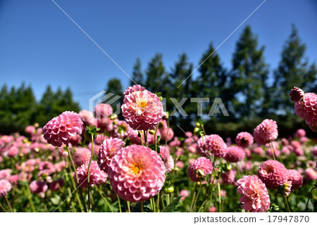 Dahlia 9 17947870