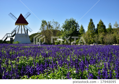 Blue Salvia 1 17948095