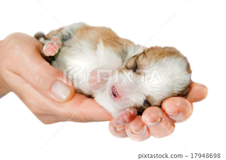 Newborn puppy in the caring hands 17948698