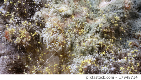 Bread Mold Bread Mold 17948714