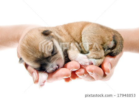 Newborn puppy in the caring hands 17948853
