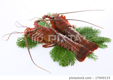 Ise shrimp 17949135