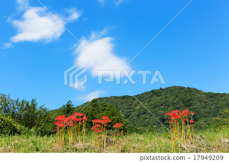 Higanki flower and blue sky Higanki flower and blue sky 17949209