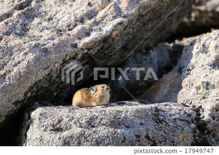 在大雪山的Ezo頑皮兔子 17949747