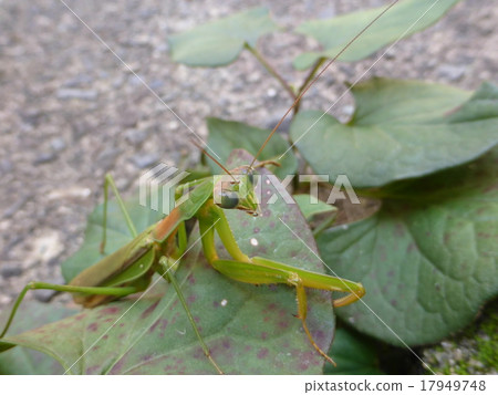 螳螂 螳螂 17949748