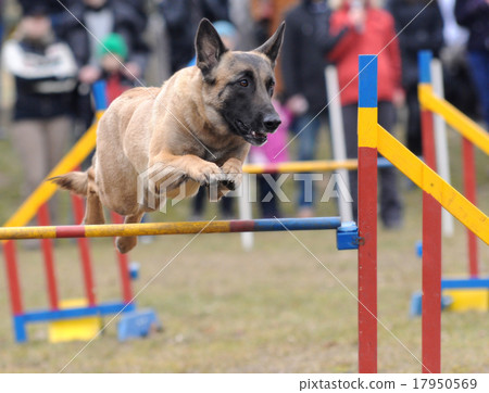 Agility - Dog skill competition Agility - Dog skill competition 17950569
