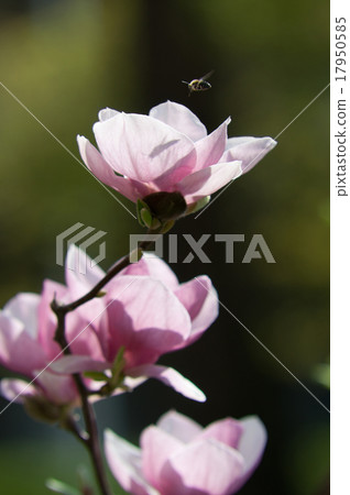 Magnolia with bee 17950585