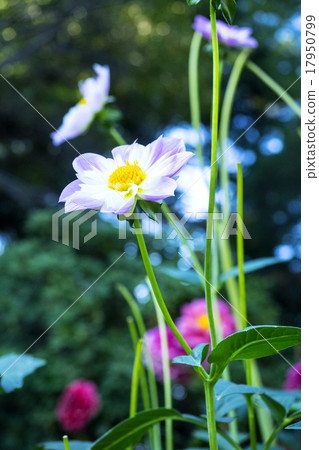 DaliaTeaseboroughAndré 17950799