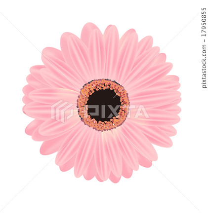 桃紅色大丁草例證材料 17950855