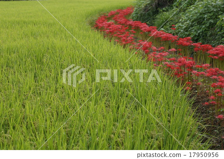 Cluster amaryllis on the footpath 17950956