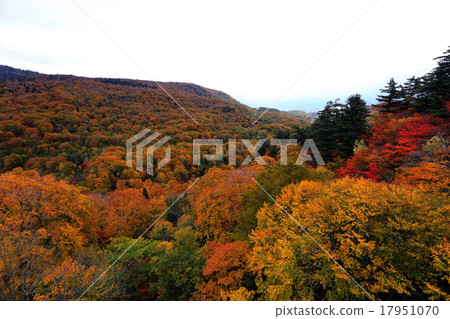 秋天的樹葉 17951070