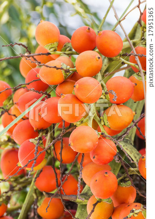 Are-ca Nut Palm On Tree 17951365