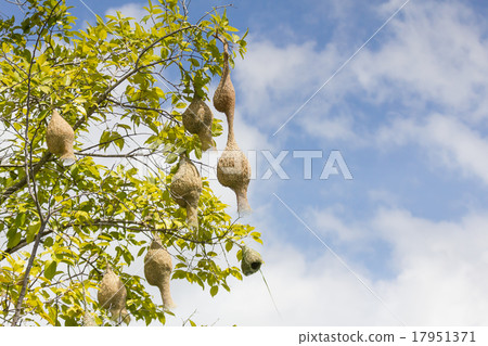 Baya weaver bird nest branch on tree Baya weaver bird nest branch on tree 17951371