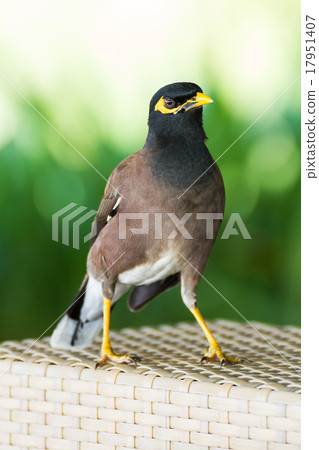 Common hill myna bird 17951407