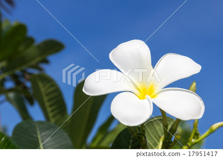 Frangipani flower Frangipani flower 17951417