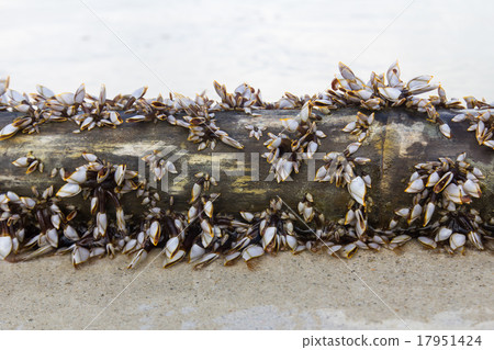 Gooseneck Barnacles 17951424