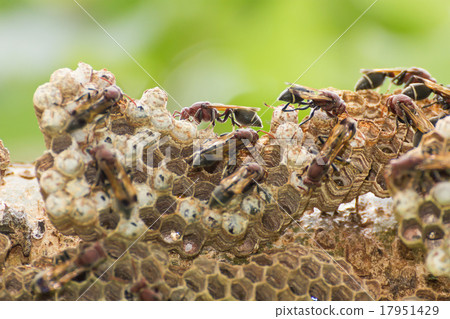 Hornet on net Hornet on net 17951429