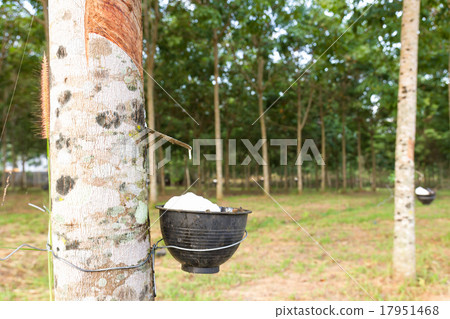 Tapping latex from Rubber tree Tapping latex from Rubber tree 17951468