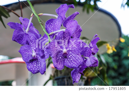 Orchid purple flowers 17951805