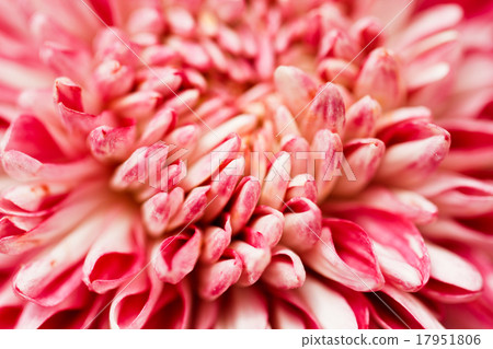 Pink chrysanthemums. 17951806