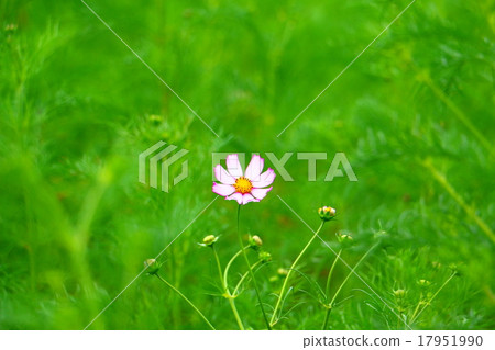 宇宙 宇宙 17951990