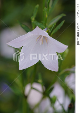 Bellflower Bellflower 17952047