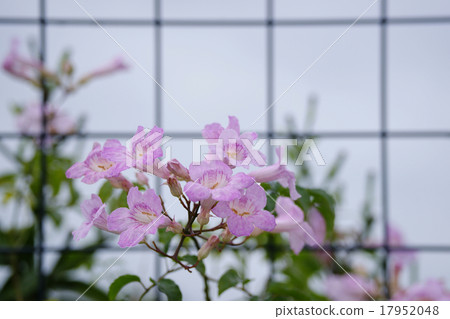 Pink noenza kazura Pink noenza kazura 17952048