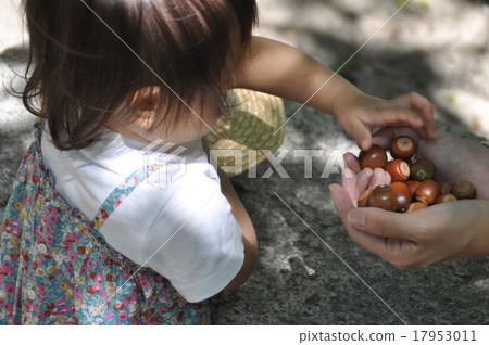 拿起橡子 17953011