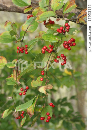 Blessing of autumn Sartoriyubara Blessing of autumn Sartoriyubara 17953153