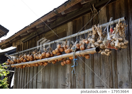 Onions and garlic hanging from the barn roof of a farmhouse Onions and garlic hanging from the barn roof of a farmhouse 17953664