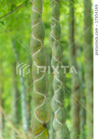 Tortoise bamboo Tortoise bamboo 17954169