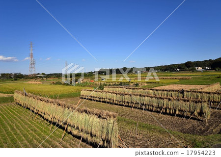 Inland hang drying after harvesting Inland hang drying after harvesting 17954223