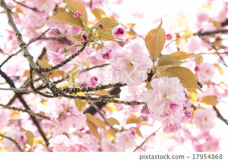 Pink Cherry Blossom Several Size of Sakura Flowers Pink Cherry Blossom Several Size of Sakura Flowers 17954868