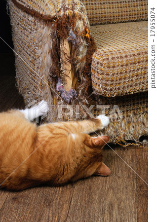 Stock Photo: Pet and furniture