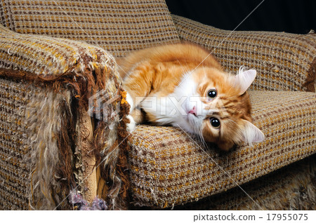 Stock Photo: Pet and furniture