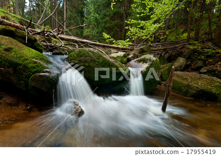 Forest stream 17955419