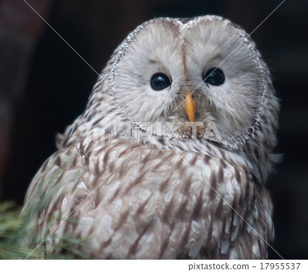 Tawny Owl (Strix aluco) Tawny Owl (Strix aluco) 17955537