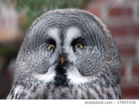 portrait of great grey owl - Strix nebulosa portrait of great grey owl - Strix nebulosa 17955538