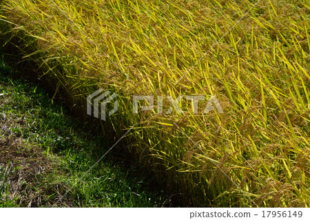 Good harvest Good harvest 17956149