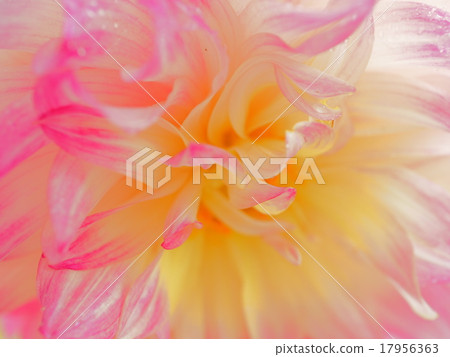 Dahlia macro up 17956363