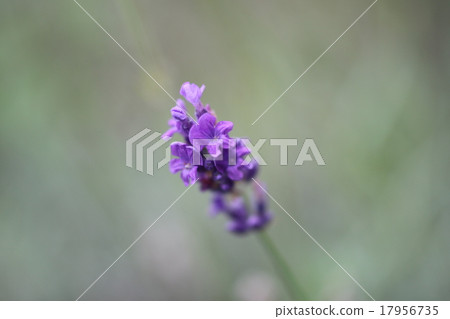 薰衣草 薰衣草 17956735
