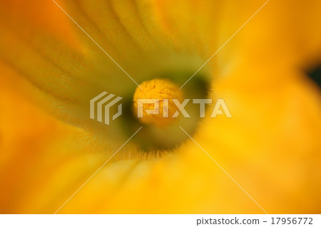 南瓜花 17956772