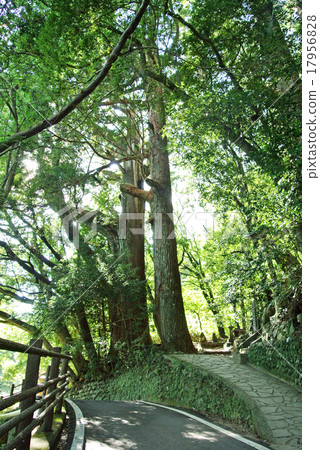 Kumano Kodo no Onna cedar 17956828