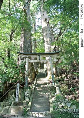 Kumano Kodo no Onna cedar 17956829