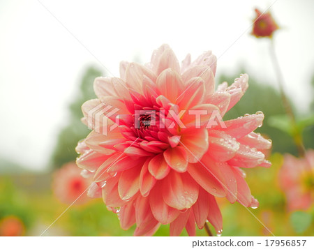 Pink dahlia getting wet in the rain 17956857