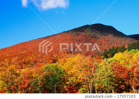 Autumn leaves of Zao defense plateau 17957103