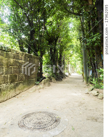 Fukugi trees in Bise 17962095