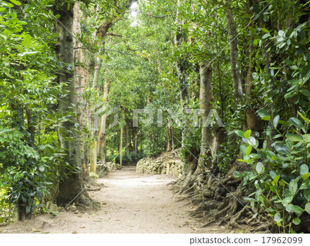 Fukugi trees in Bise 17962099