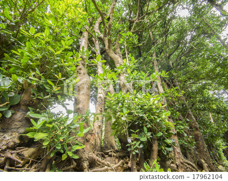 備瀨的福木樹 17962104