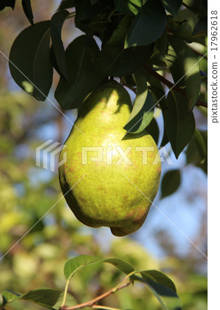 Birth in La France 17962618